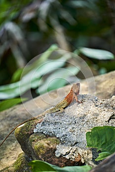 Oriental garden lizard in forest