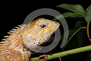 Close-up oriental garden lizard, gold chameleon