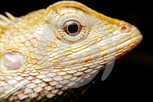Close-up oriental garden lizard, gold chameleon