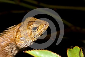 Close-up oriental garden lizard, gold chameleon