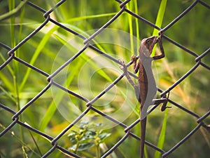 Close up oriental garden lizard perched on Wire cage a green nature background.