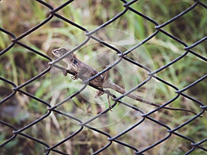 Close up oriental garden lizard perched on Wire cage a green nature background.