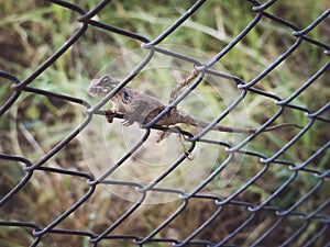 Close up oriental garden lizard perched on Wire cage a green nature background.