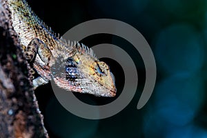 Close-up of oriental garden lizard in a tree branch