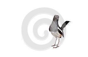 Close up Oriental Magpie Robin or Copsychus Saularis Isolated on White Background with Copy Space