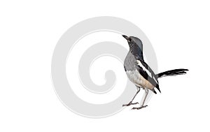 Close up Oriental Magpie Robin or Copsychus Saularis Isolated on White Background with Copy Space