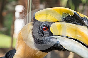 Close up oriental pied hornbill.