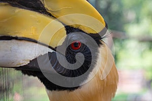 Close up oriental pied hornbill.