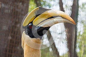 Close up oriental pied hornbill.