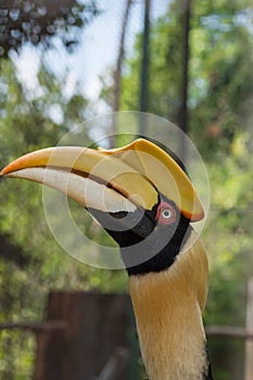 Close up oriental pied hornbill.