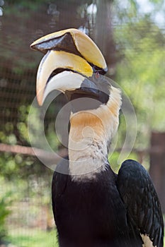 Close up oriental pied hornbill.