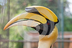 Close up oriental pied hornbill.