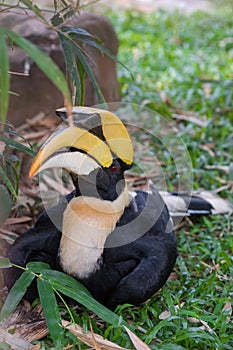 Close up oriental pied hornbill.