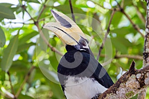 Close up Oriental pied hornbill