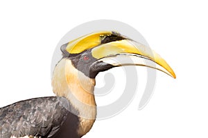 Close up oriental pied hornbill on white background.