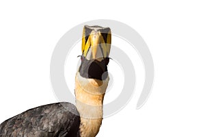 Close up oriental pied hornbill on white background.