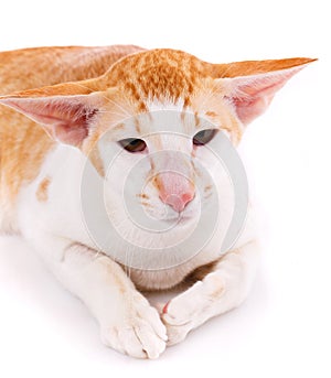 Close-up of an Oriental Shorthair cat