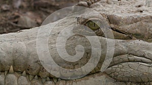 Close-Up | Orinoco Crocodile`s Head, Wisirare Park