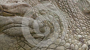 Close-Up Of Orinoco Crocodile Skin, Colombia