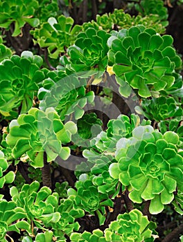 Close up of an ornamental Aeonium - succulent photo