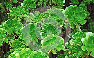 Close up of an ornamental Aeonium - succulent photo