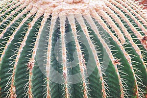 Ornamental golden barrel flowers blooming in natural botany garden background , Green cactus with yellow long thorn patterns and