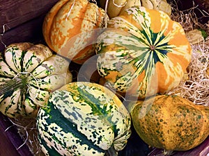 Close-up of ornamental gourds for sale