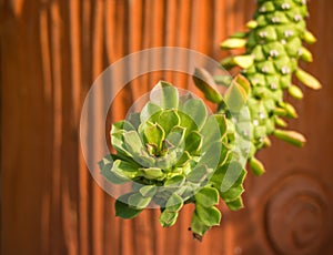 Close up Ornamental Hemp cactus on the red wall background
