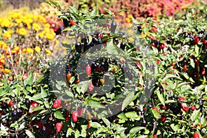 Close up of Ornamental Pepper plants, Capsicum annuum, filled with an abundance of purple, red and yellow peppers