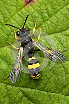 Close-up of a Ornate Tailed Digger Wasp on a green leaf