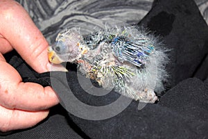 Close up of orphaned baby Australian Rosella