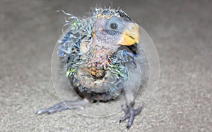 Close up of orphaned baby Australian Rosella