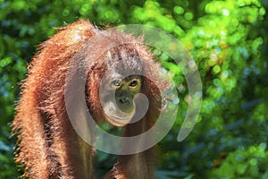 Close-up of the orungutan, in the jungle of indonesia