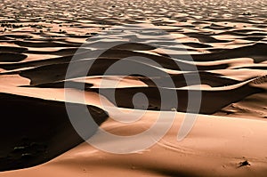 Close up os sand dunes with desert grass. Endless desert landscape. Compression shot