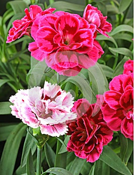 Close-up of Oscar trouper carnations in a flowerbed