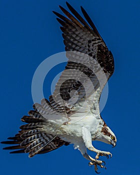 Close-up of Osprey in Flight, Seminole, Florida