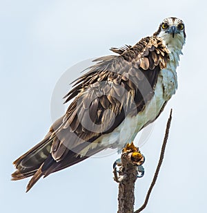 Wind in the Osprey`s Feathers
