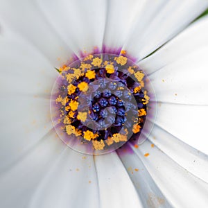 Close-up of osteospermum flower pollen and stamen