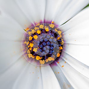 Close-up of osteospermum flower pollen and stamen photo