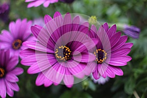 Close up Osteospermum violet African daisy flower photo
