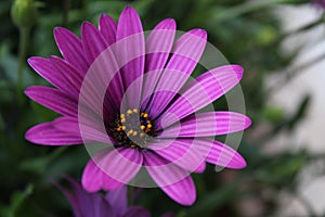 Close up Osteospermum violet African daisy flower