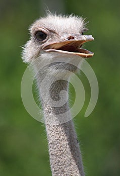 A close-up of an Ostrich.
