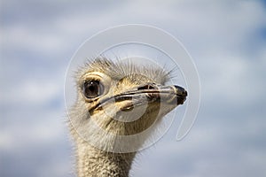 Close-Up of an Ostrich
