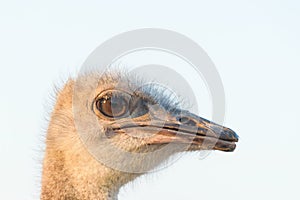 Close up Ostrich eyes