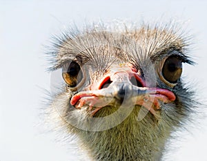 close up on a ostrich face and head isolated in front of a white background looking at camera