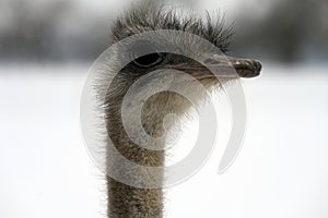 Close-up of an Ostrich Head