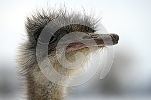 Close-up of an Ostrich Head