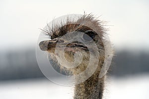 Close-up of an Ostrich Head
