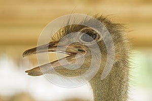 Close up Ostrich head