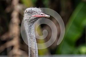 Close-up of ostrich head on with nature blur background